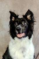 Inspire K9 Fundraiser